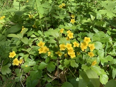 Waldsteinia ternata
