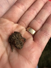 Anaxyrus americanus