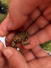 Anaxyrus americanus