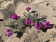 Oxytropis lanata