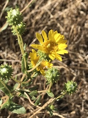 Grindelia hallii