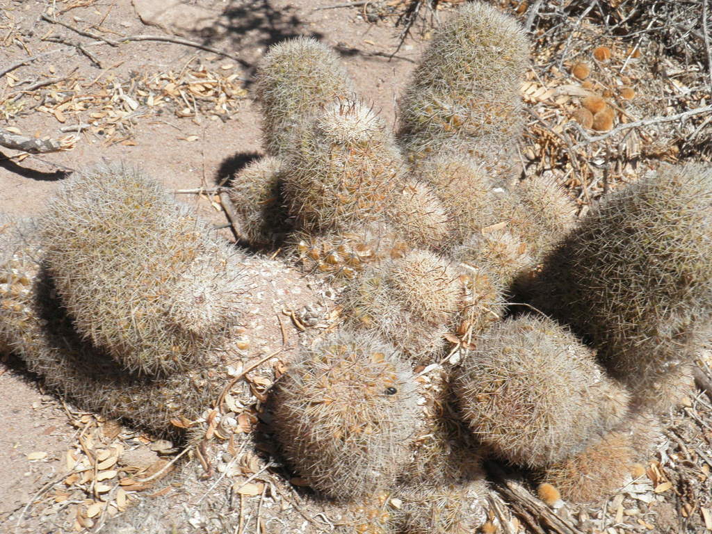 Cochemiea estebanensis; photograph (c) Jose Luis Leon de la Luz, some rights reserved (CC BY)