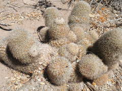 Mammillaria estebanensis