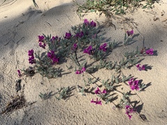 Oxytropis lanata