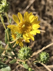 Grindelia hallii