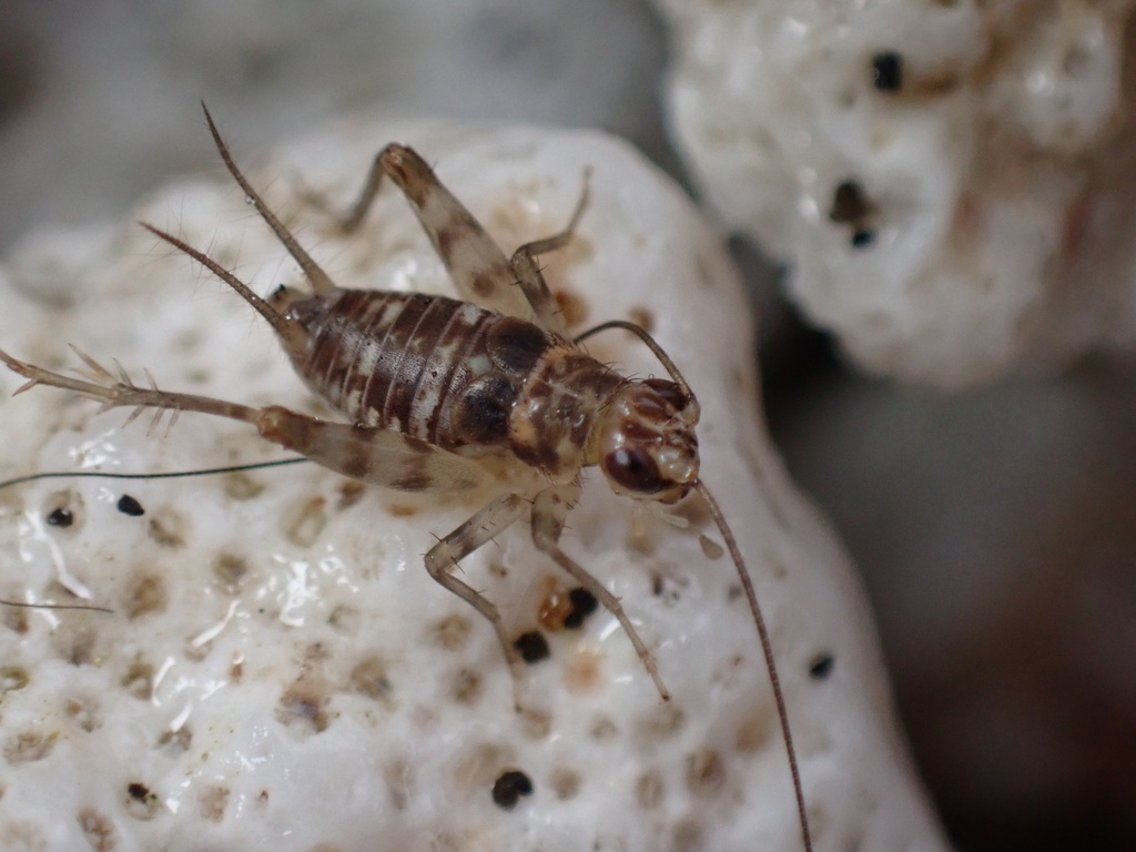 Pacific shore cricket