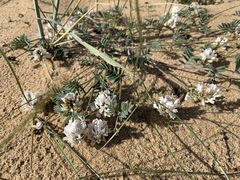 Astragalus olchonensis