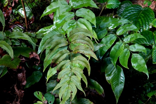 Tectaria pleiosora observed 2025-04-19
