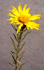 Osteospermum polygaloides