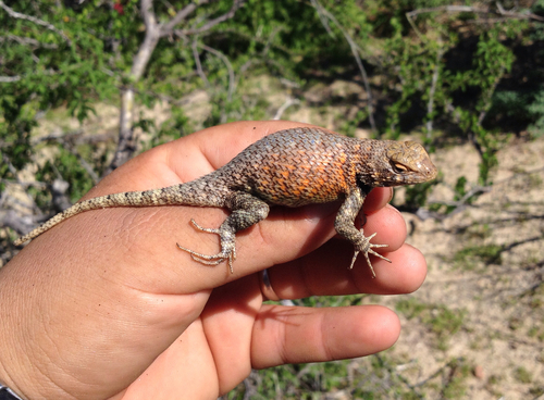 Hunsaker's Spiny Lizard