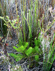 Paranomus longicaulis