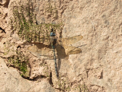 Rhionaeschna vigintipunctata
