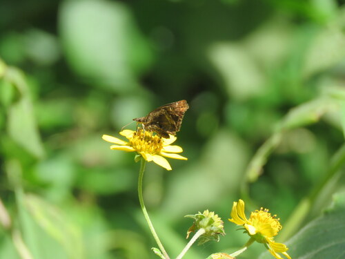 Anisochoria minorella
