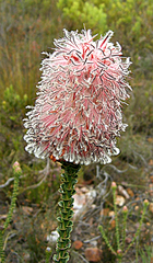 Paranomus longicaulis