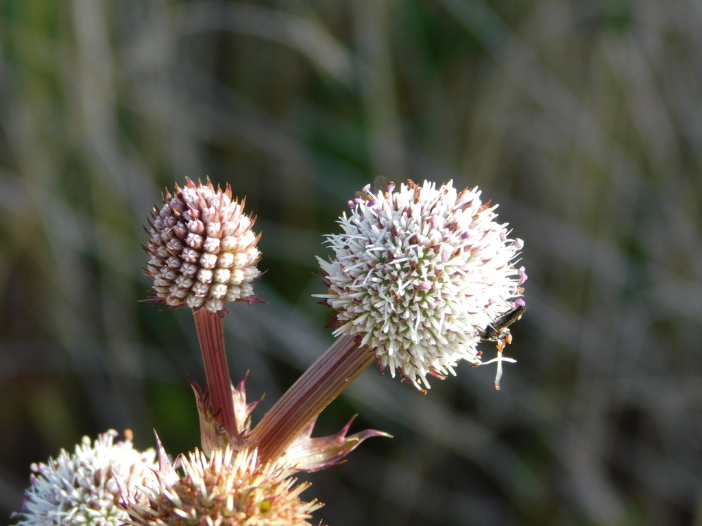 Eryngium humboldtii