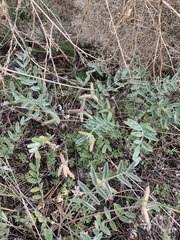 Gueldenstaedtia verna