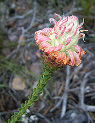 Paranomus longicaulis