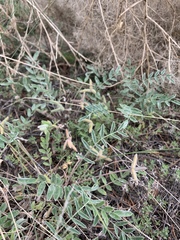 Gueldenstaedtia verna