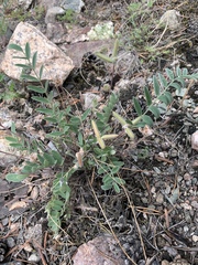 Gueldenstaedtia verna