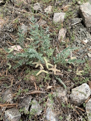 Gueldenstaedtia verna