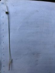 Cyperus hemidrummondii