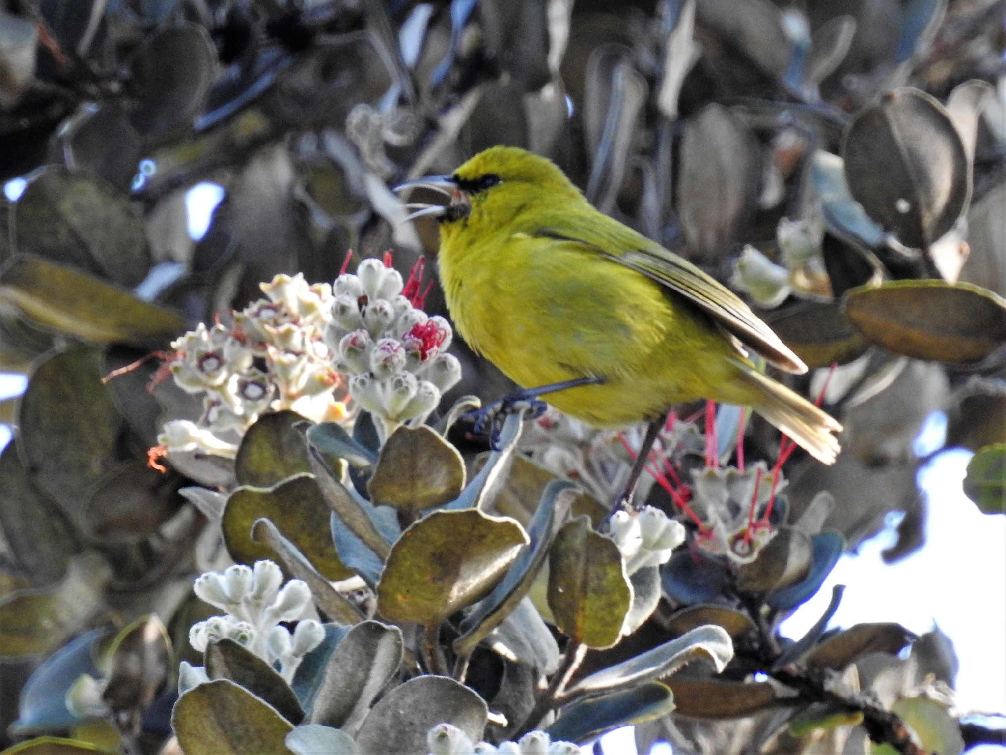 Hawaii Amakihi (Chlorodrepanis virens)