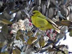 Chlorodrepanis virens virens