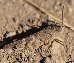 Trimerotropis occidentalis
