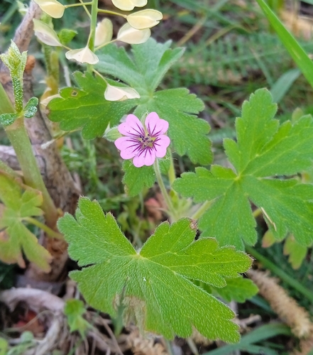 Image of Geranium divaricatum by (c) Igor Karyakin, some rights reserved (CC BY)