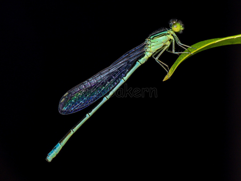 Paracercion hieroglyphicum