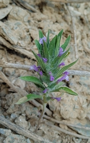 Image of Ziziphora tenuior by (c) Igor Karyakin, some rights reserved (CC BY)