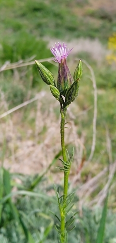 Image of Crupina vulgaris by (c) Igor Karyakin, some rights reserved (CC BY)