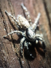 Menemerus semilimbatus