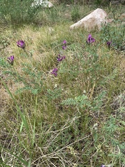 Astragalus suffruticosus