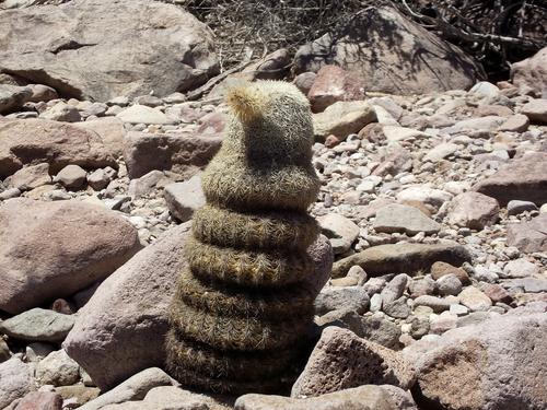 Echinocereus grandis