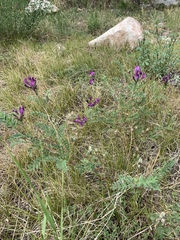 Astragalus suffruticosus