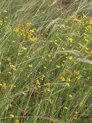 Triodanis