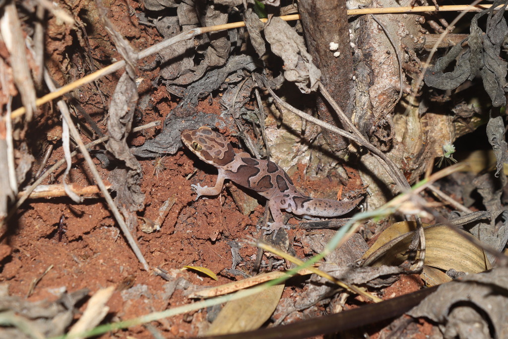 Forest Spotted Gecko