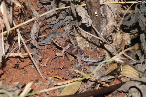 Forest Spotted gecko, Cyrtodactylus collegalensis