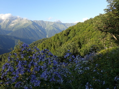 Campanula lactiflora