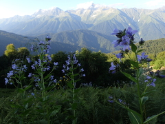 Campanula lactiflora