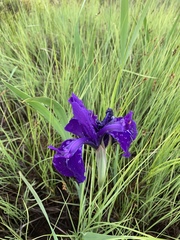 Iris laevigata
