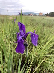Iris laevigata