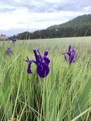 Iris laevigata