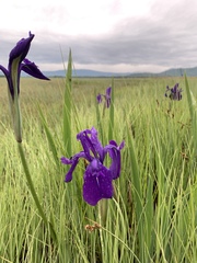 Iris laevigata
