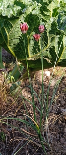 Allium inconspicuum (Allium inconspicuum)