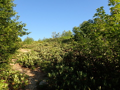 Rhododendron caucasicum