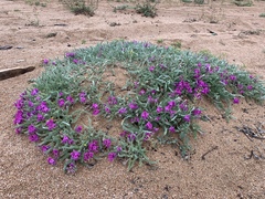 Oxytropis lanata