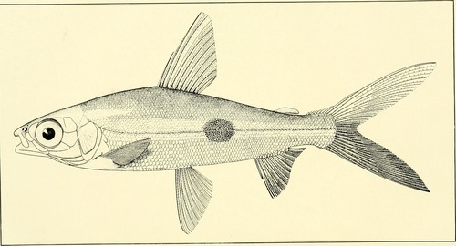 Hemiodus parnaguae