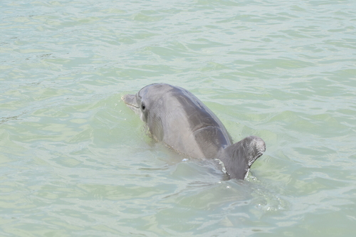 Common Bottlenose Dolphin photographed in Florida